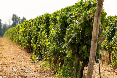 Oristano, Sardinya, İtalyan sarmaşıkları üzüm bağlarında yetişiyor.