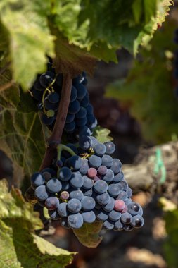 Oristano, Sardinya, İtalya Bir üzüm bağında yetişen kırmızı üzümler ve asmalar.