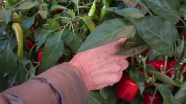 Stockholm, İsveç Bir çiçekçide kaldırımda kırmızı biber ve kırmızı biber bitkisi.