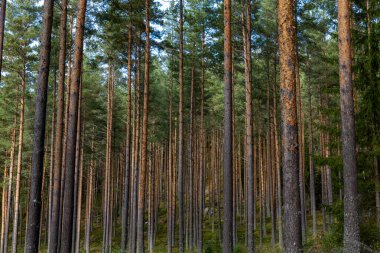 İsveç 'in Tallberg şehrinde gür ve sık bir çam ormanı ve çalılık manzarası.
