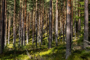 İsveç 'in Tallberg şehrinde gür ve sık bir çam ormanı ve çalılık manzarası.
