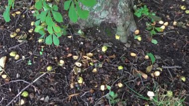 Stockholm, İsveç Sonbaharda bir kestane ağacının manzarası.