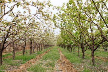 Meyve bahçesindeki armut ağaçlarına, porselenlere yakın. 