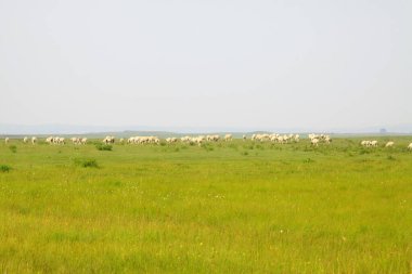 Çayırdaki sürüler, fotoğraflara yakın çekim.