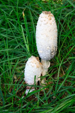 Çimlerde beyaz mantarlar, doğal büyüme durumu