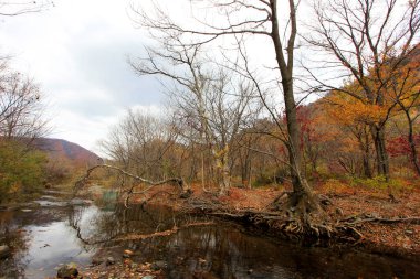 Ölü ağaçlar ve dereler doğal manzara, fotoğrafa yakın çekim.