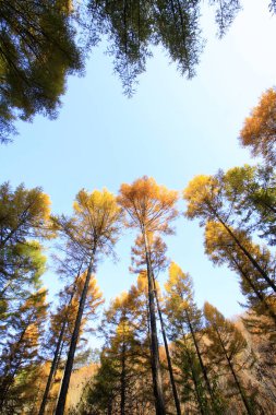 Çamın dalları gökyüzünde, closeup fotoğraf