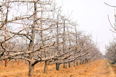 Meyve bahçesindeki elma ağaçları, fotoğrafa yakın çekim.