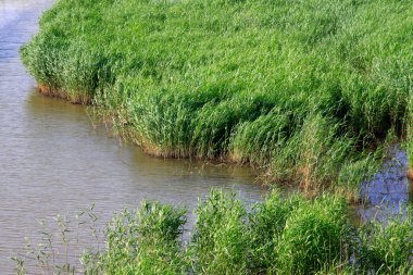 Gölde sazlıklar, fotoğrafa yakın çekim.