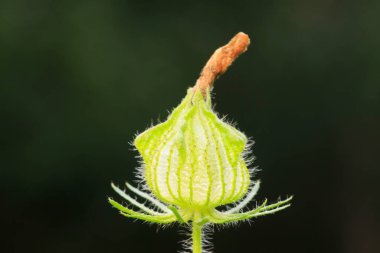 Malvaceae yabani karpuz tohumu bitkileri
