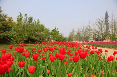 Laleler ve ağaç, fotoğrafa yakın çekim.