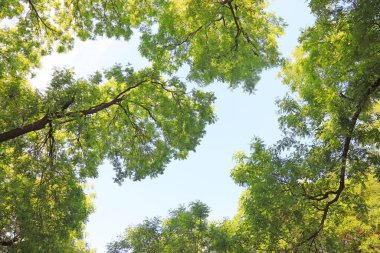 Sophora tree Crown, closeup of photo