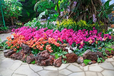 Beautiful Moth orchid, closeup of photo