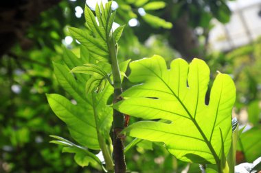 breadfruit tree in a park clipart