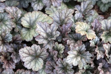 Botanik gardında Alum