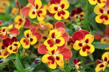 Botanik bahçesindeki hanım evladı.