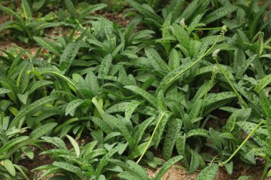 Botanik bahçesindeki dioskorea bitkileri