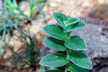 Mayacaceae bitkileri botanik gardında