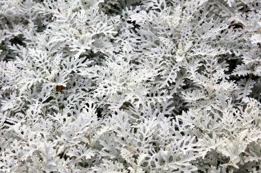 Botanik Gardlı Cineraria