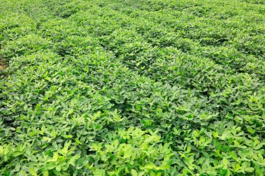 Yazın fıstık tarlası, fotoğrafa yakın çekim.