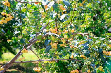 Çin çiçekli yaban elması meyvesi