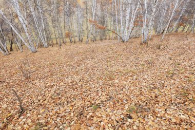 Vahşi hayatta gümüş huş ağacı