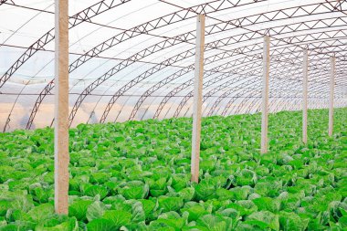 Serada sebzeler, fotoğrafa yakın çekim.