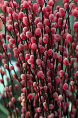 Salix argyracea 'ya yakın çekim