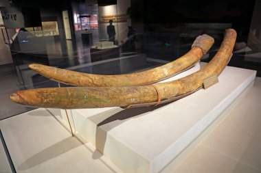 Nama fil kesici diş fosilleri