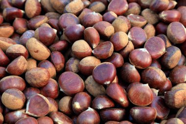 Olgun kestaneler üst üste dizilir