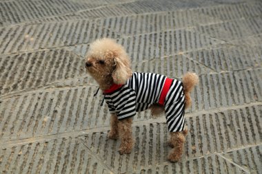 Elbise giymiş evcil bir köpek