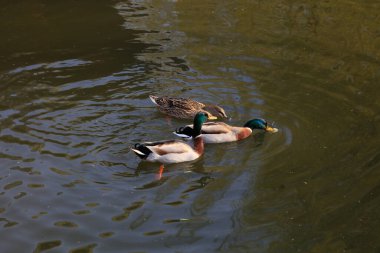 Parktaki vahşi ördek