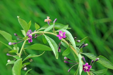 Bahçedeki kurt üzümü çiçekleri