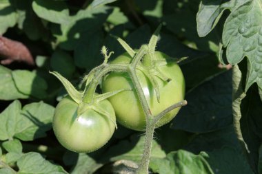 Serada yeşil domatesler