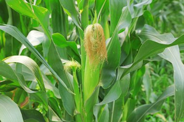 Tarlada mısır bitkisi, yakın plan fotoğraf