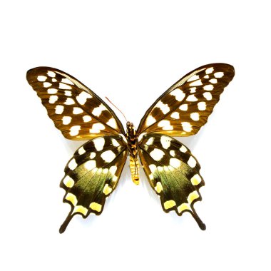 Beyaz arka planda güzel kelebekler