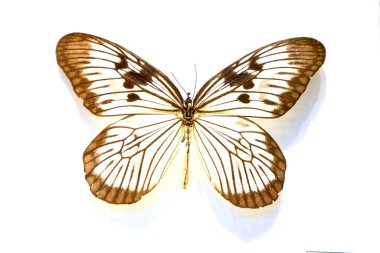 Beyaz arka planda güzel kelebekler