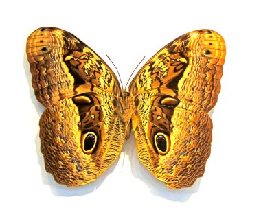 Beyaz arka planda güzel kelebekler