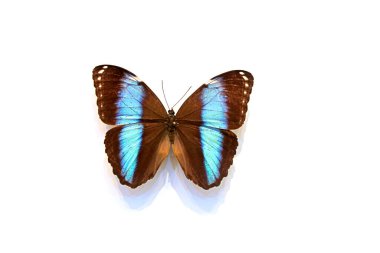 Beyaz arka planda güzel kelebekler