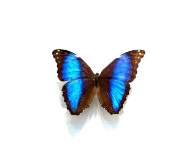 Beyaz arka planda güzel kelebekler