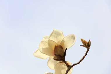 Manolya çiçekleri.