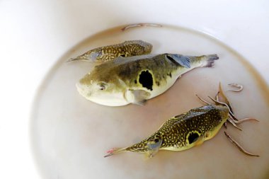 Doğulu kırmızı yunus, fotoğrafa yakın çekim.