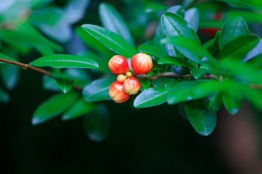 Parkta nar çiçekleri