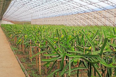 Çiftlikte Pitaya bitkisi