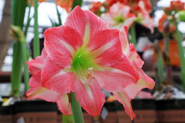 Hippeastrum rutilum çiçeği, fotoğrafa yakın çekim.