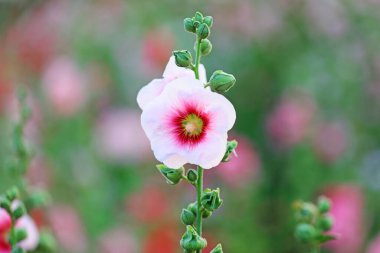 Parkta Hollyhock çiçekleri açıyor, Luannan County, Hebei Eyaleti, Chin