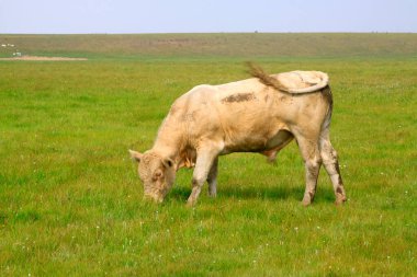 WuLanBuTong otlağında yavru, Moğolistan özerk bölgesinde, Çin.
