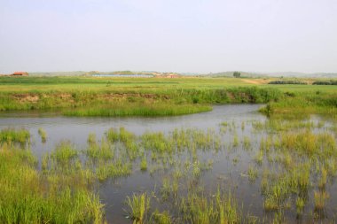 Çayırdaki bataklık, fotoğrafa yakın çekim.
