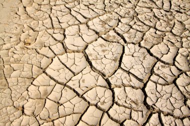 vahşi, closeup fotoğraf, Kuzey Çin kuru topraklarda
