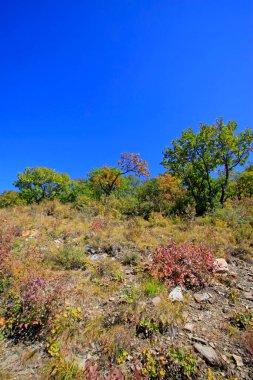 Doğal manzara, fotoğrafa yakın çekim.